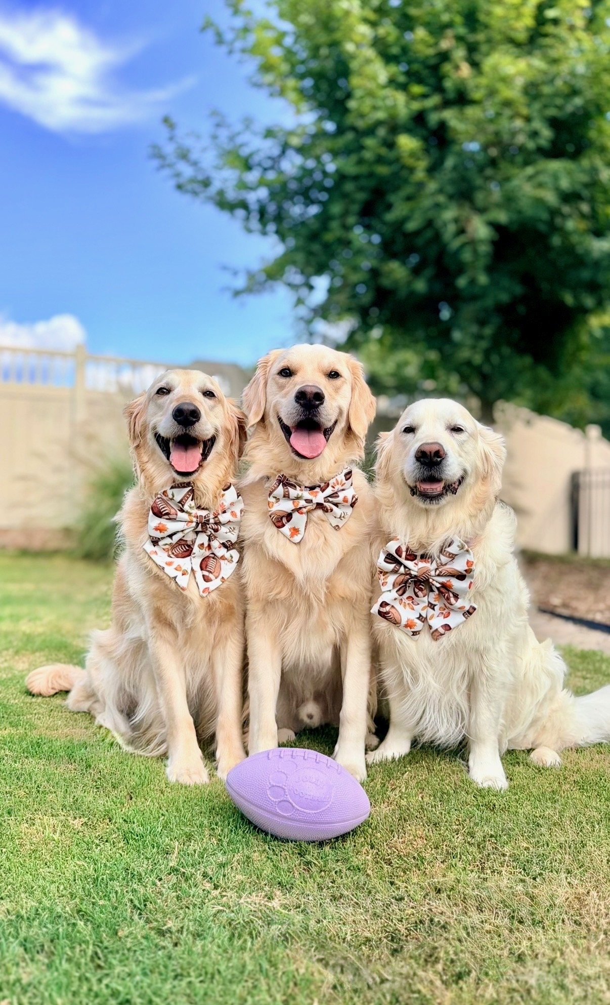 Three golden retrievers in matching football-print bow ties beside a purple football
