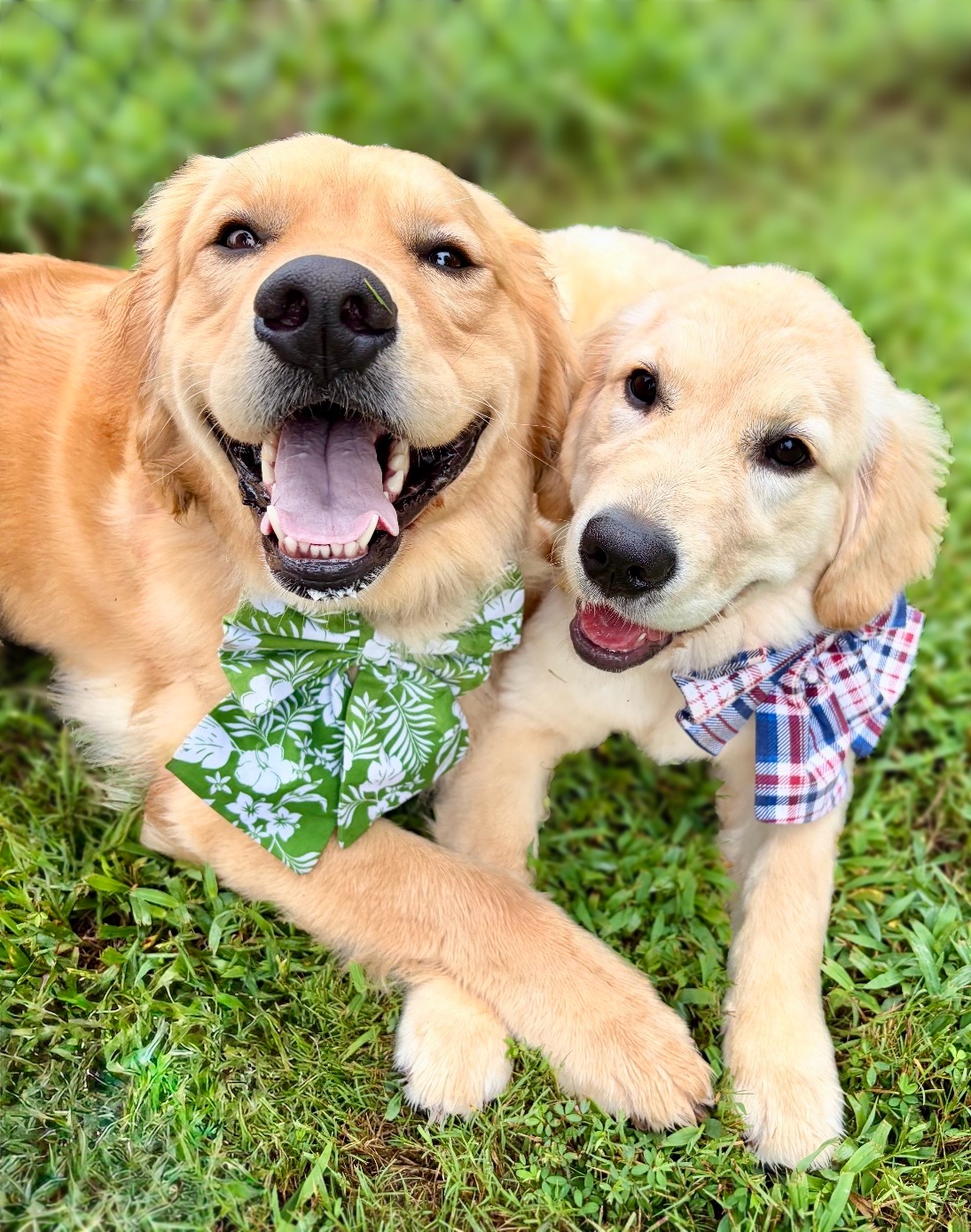 Shayna, the darker golden, in a green floral bow beside a lighter golden puppy in a plaid bow tie