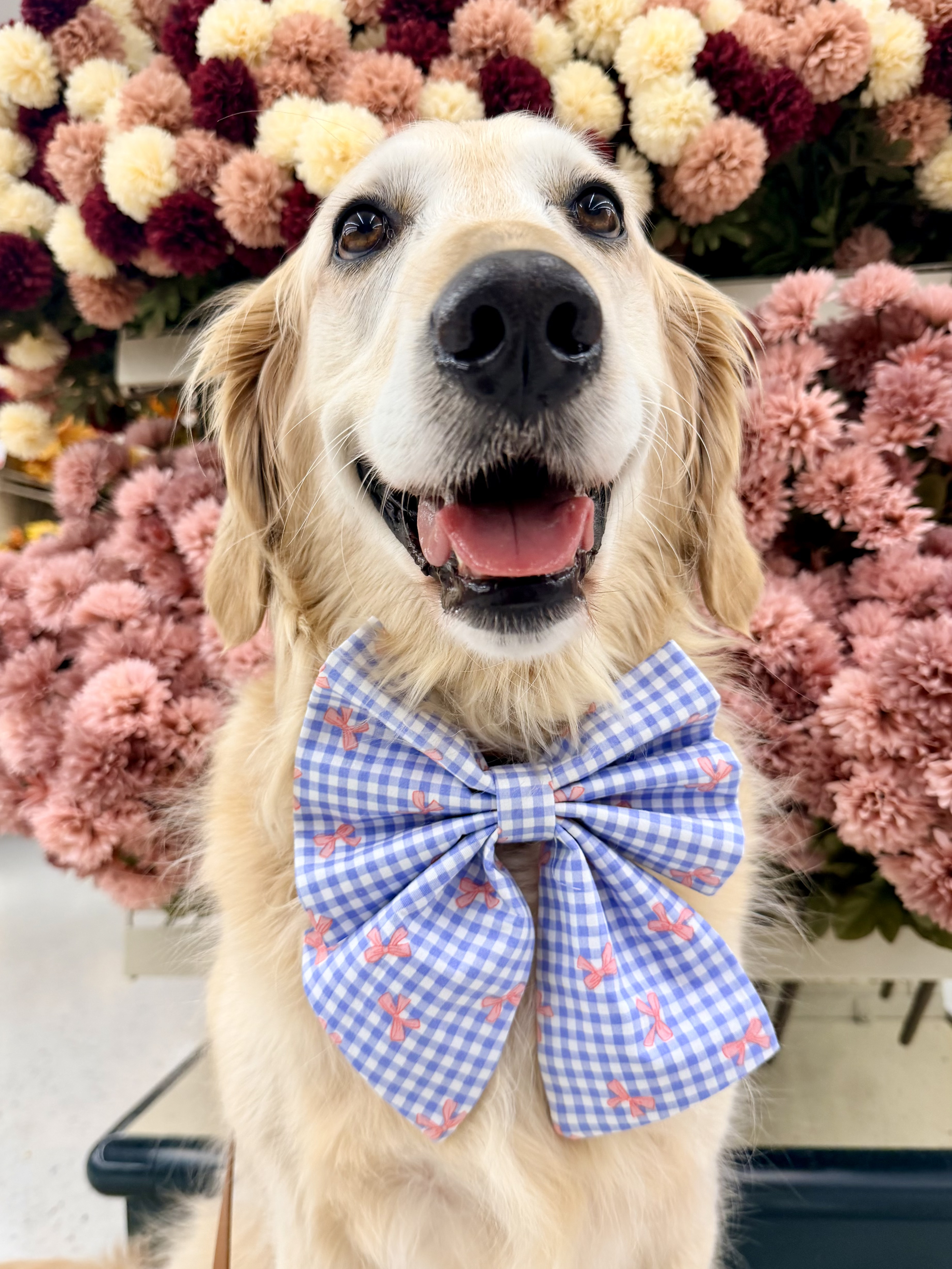 Shayna, the darker golden, wearing a blue gingham bow with pink bows printed on it