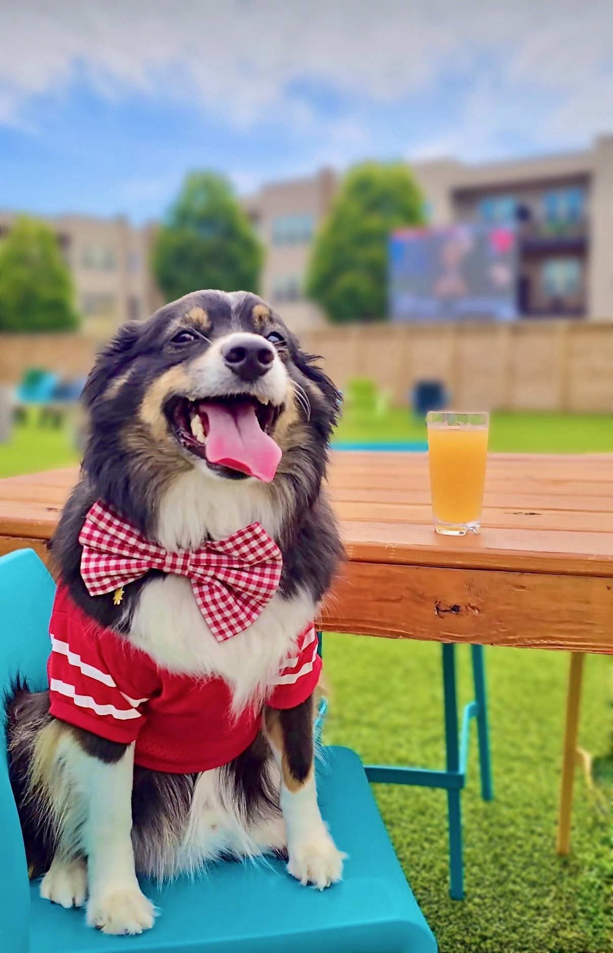 A dog in a red sweater and gingham bow tie sitting on a blue chair