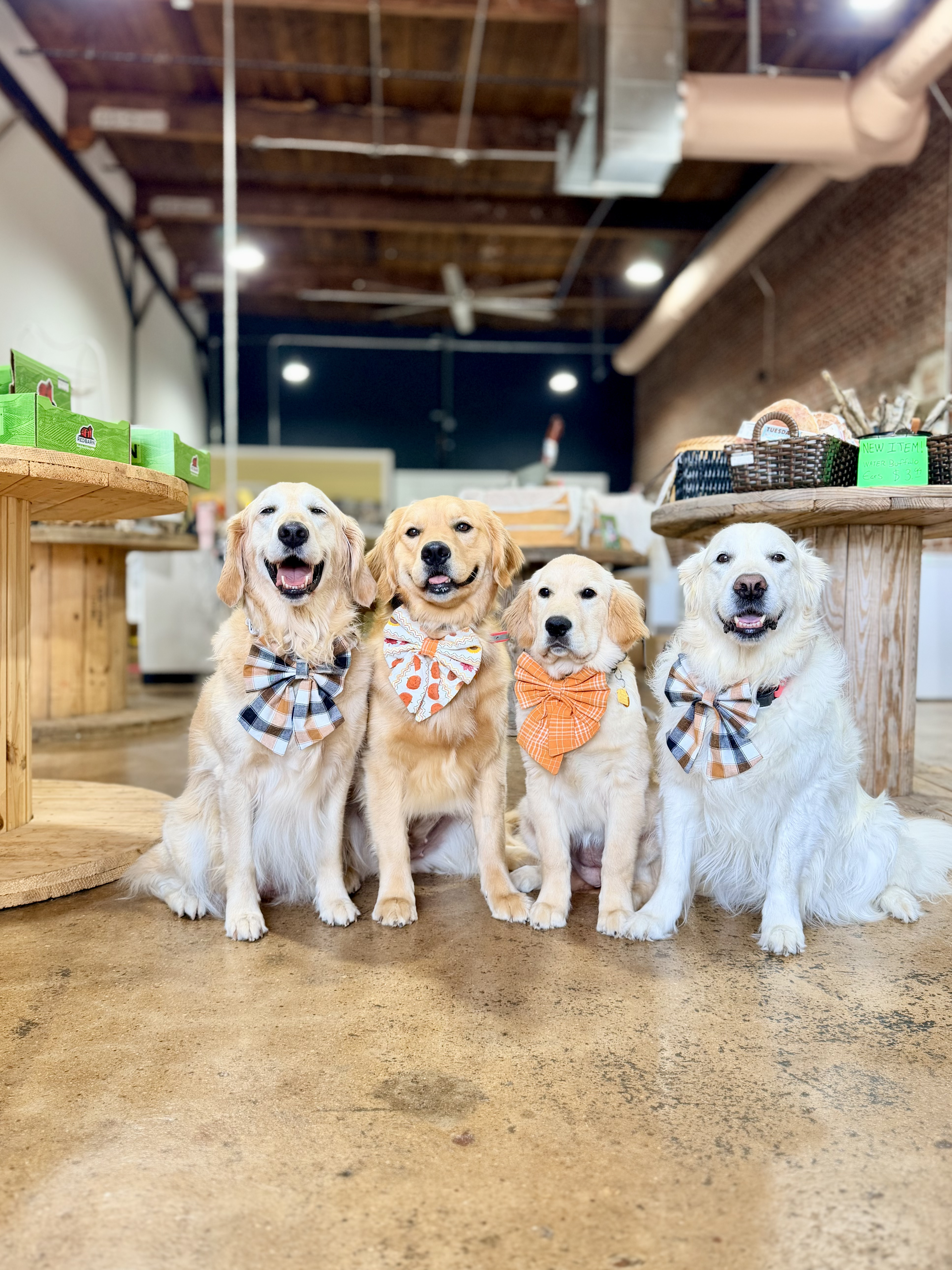 Four golden retrievers sitting in a shop wearing handmade bow ties