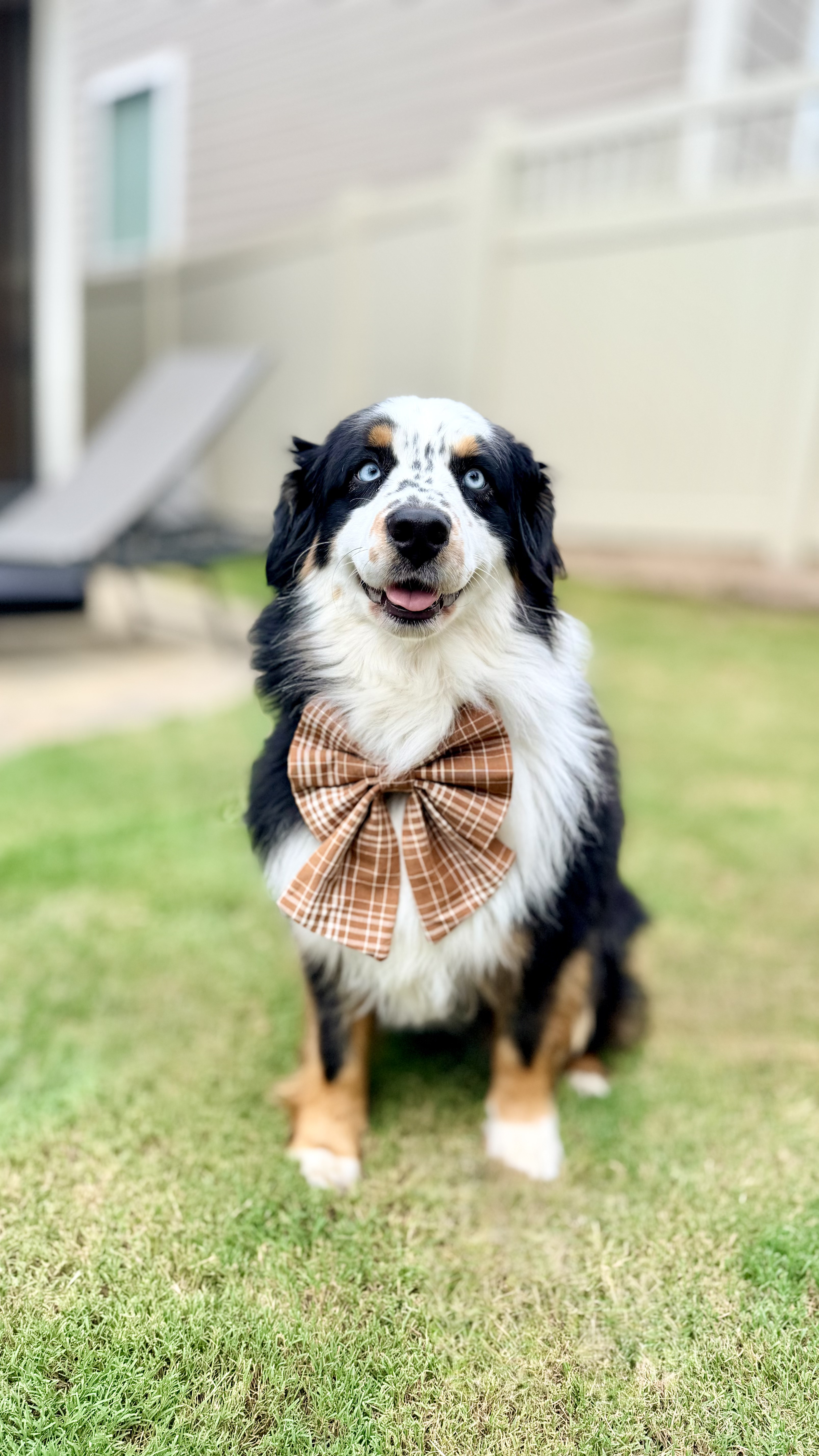 Nami, an Australian shepherd, wearing a camel plaid sailor bow