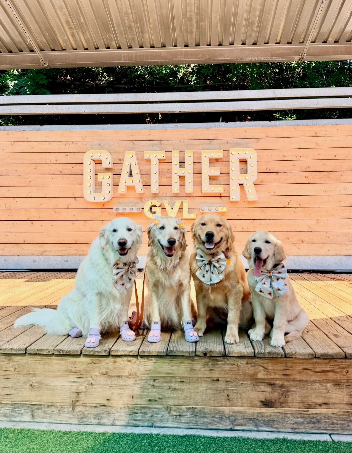 Hopey, the lighter golden, and Shayna, the darker golden, with friends in handmade bows at Gather GVL